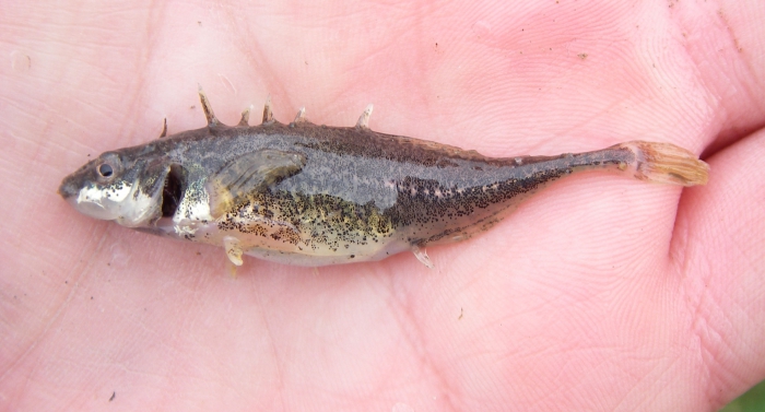 Apeltes quadracus - fourspine stickleback