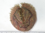 Sea urchins