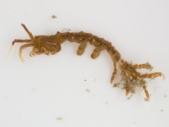 Caprella Caprella