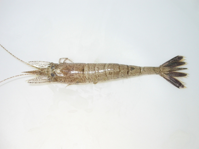 Crangon septemspinosa - sand shrimp Crangon septemspinosa - sand shrimp