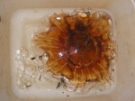 Cnidarians