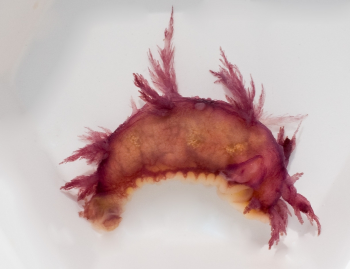 Dendronotus frondosus - nudibranch from tide poool Dendronotus frondosus - nudibranch from tide poool