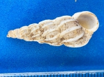Molluscs