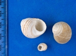 Gastropoda