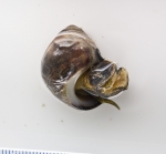 Littorina littorea - periwinkle (live), author: Nozes, Claude