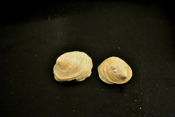 Piliscus commodus Piliscus commodus