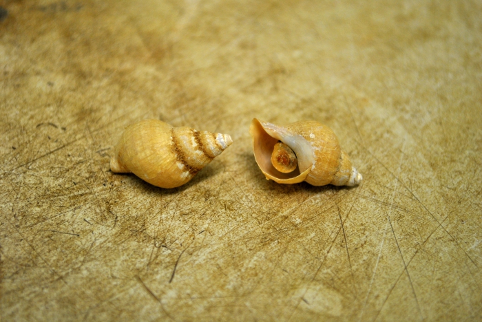 Buccinum finmarkianum Buccinum finmarkianum