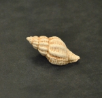 Urosalpinx cinerea, author: Fisheries and Oceans Canada, Roberta Miller