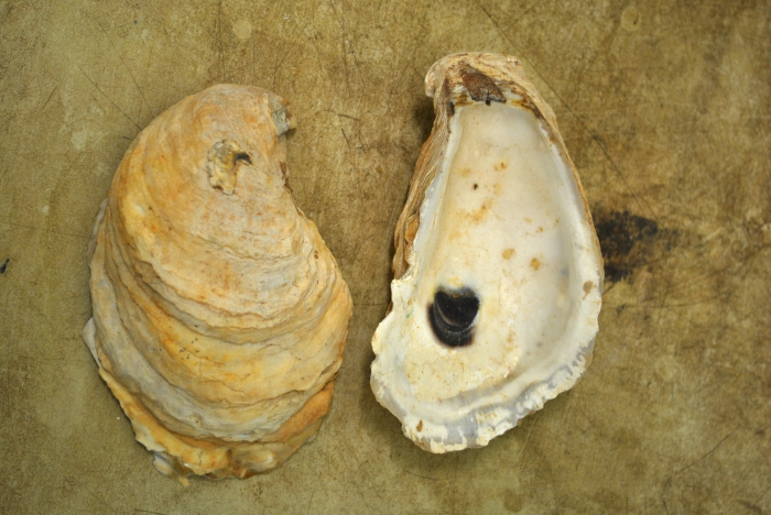 Crassostrea virginica Crassostrea virginica