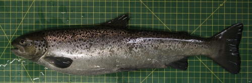 Salmo salar - female Salmo salar - female