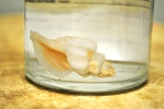 Molluscs