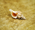 Scabrotrophon fabricii, author: Fisheries and Oceans Canada, Roberta Miller