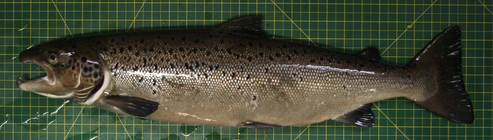 Salmo salar - male