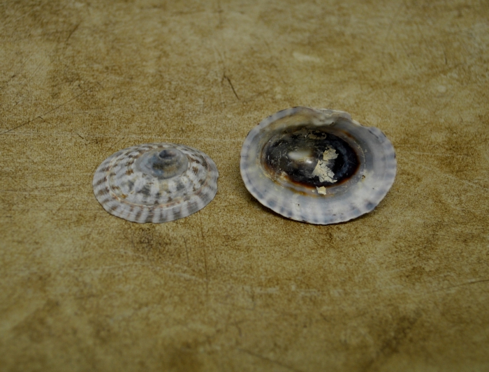 Testudinalia testudinalis Testudinalia testudinalis