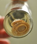Molluscs