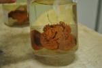 Cnidarians