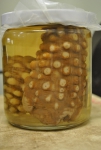 Cnidarians