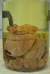 Cnidarians