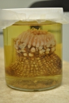 Actinauge sp., author: Fisheries and Oceans Canada, Roberta Miller