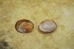 Bivalvia