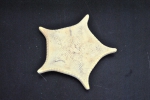 Echinoderms