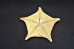 Echinoderms