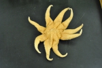 Echinodermata (Echinoderms)