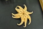 Echinoderms