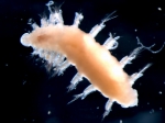 Anguillosyllis sp., author: UQAR/ISMER, CHONe,  Laure de Montety