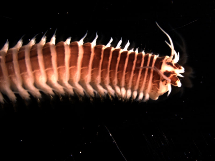 Nereis zonata Nereis zonata