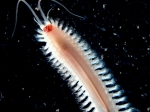 Polychaetes