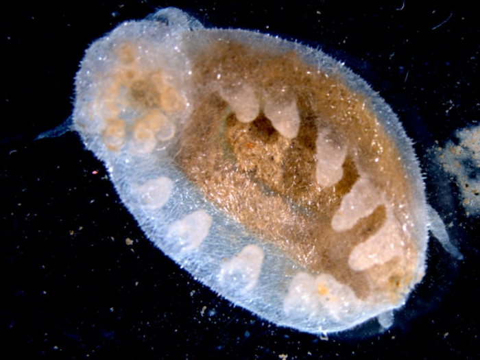 Elpidia sp Elpidia sp