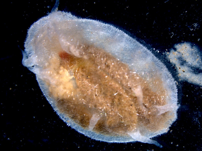 Elpidia sp Elpidia sp