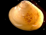 Molluscs