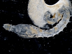 Polychaetes