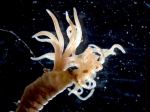 Polychaetes