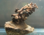 Cnidarians