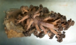 Cnidarians