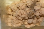 Cnidarians