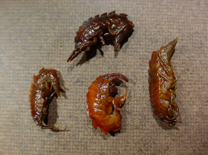 Gammarellus homari Gammarellus homari