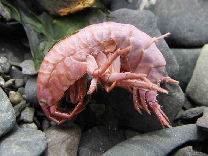 Gammarus (dried) Gammarus (dried)