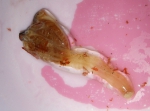 Cnidarians