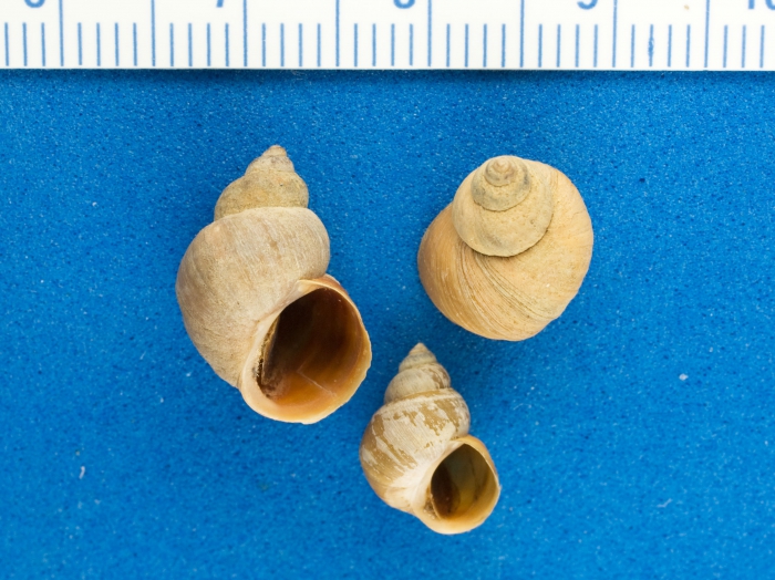 Littorina saxitalis - rough periwinkles Littorina saxitalis - rough periwinkles