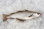 Gadiformes