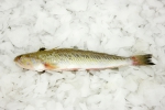 Perciformes