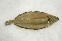 Glyptocephalus cynoglossus