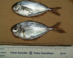 Peprilus triacanthus