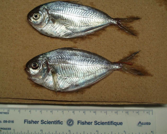 Peprilus triacanthus