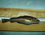 fish, author: Fisheries and Oceans Canada, F.J. Fife