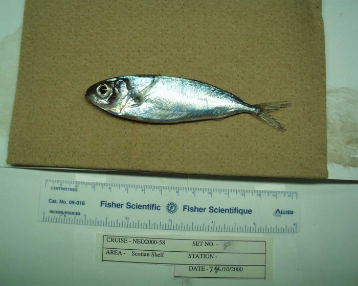 fish